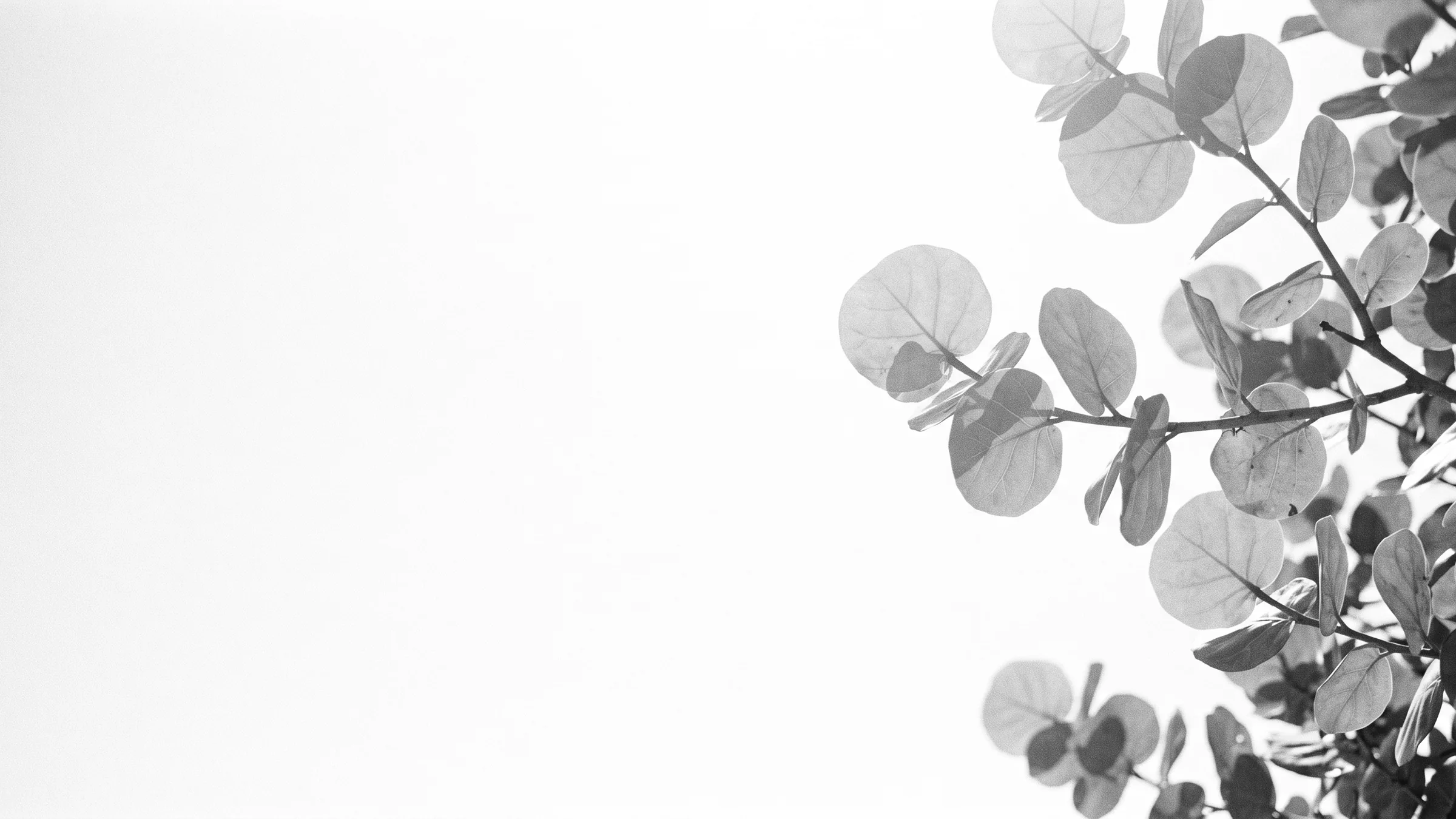 Buy a Property: sea grape against white, black and white