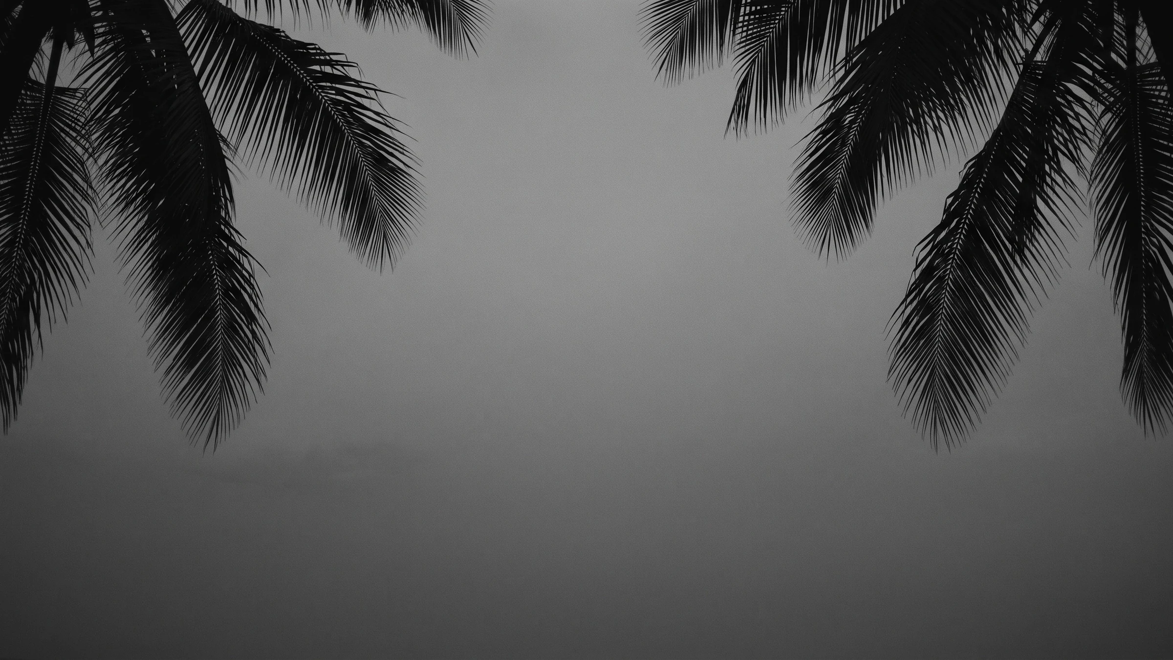 Coconut palm fronds against an evening sky in Palm Beach