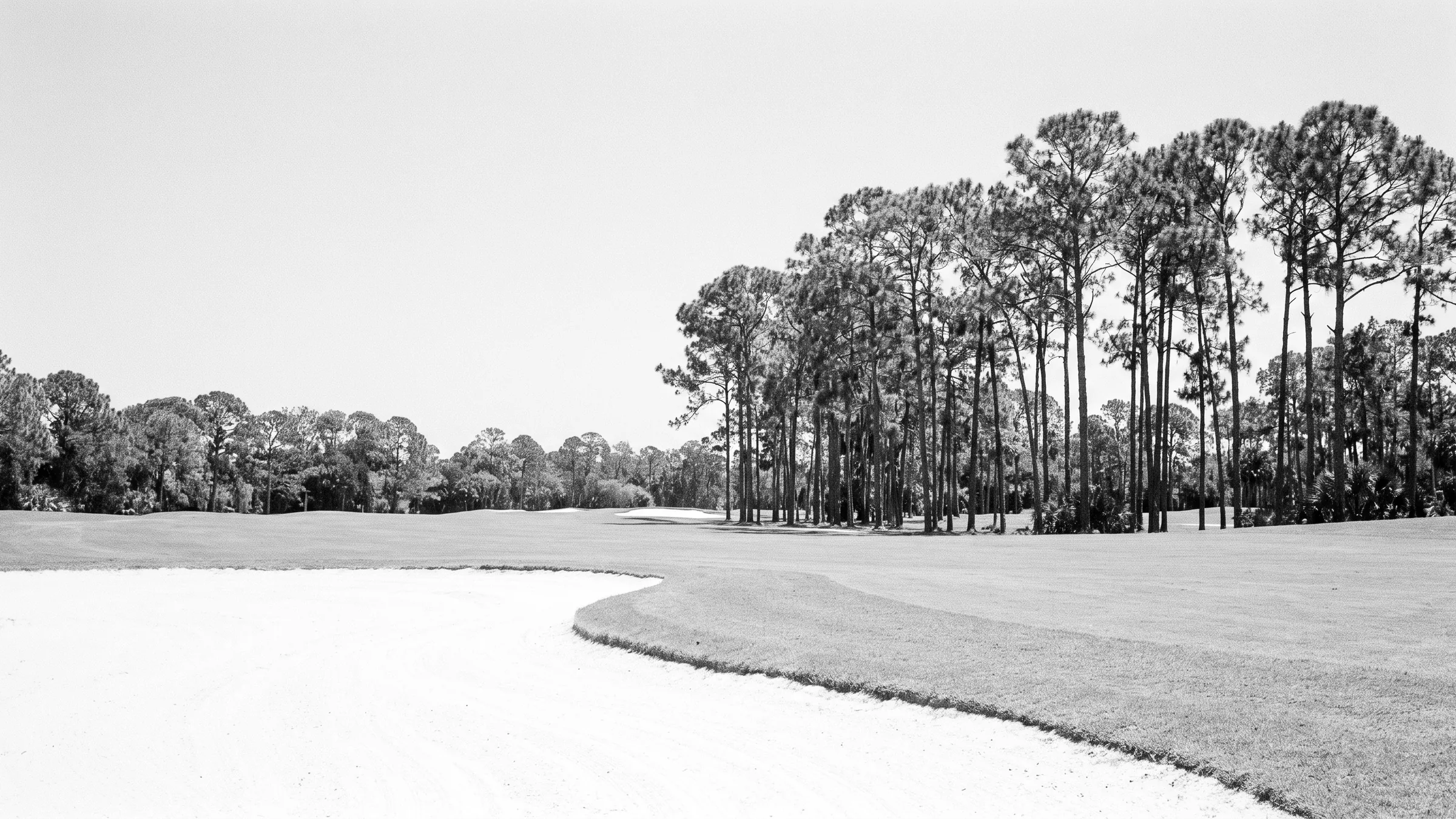 All Private Clubs: a bunker edge, very tall slash pines filling the right, black and white