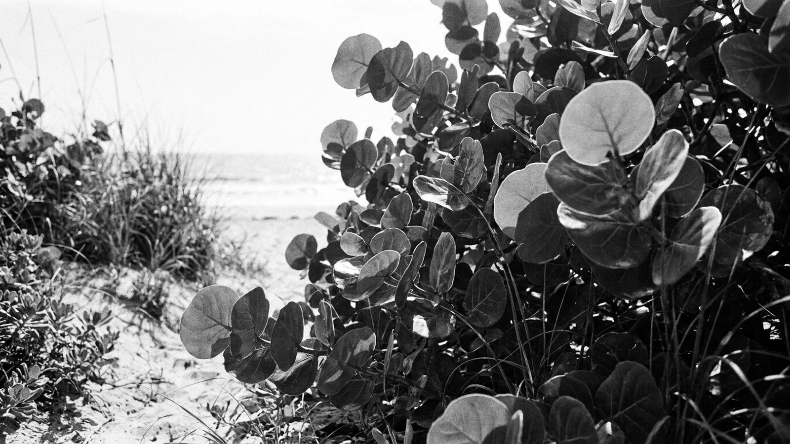 Jupiter Inlet Colony: Life Between the Ocean and the River