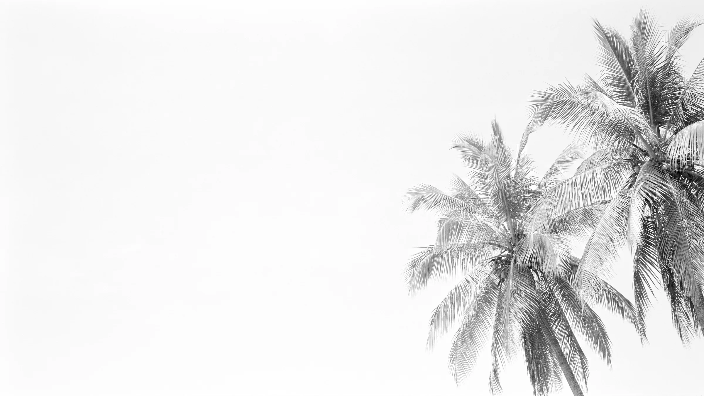 All New Developments: two coconut crowns against white, black and white