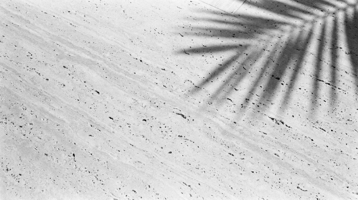 Black and white photograph of a palm frond shadow across honed travertine stone.