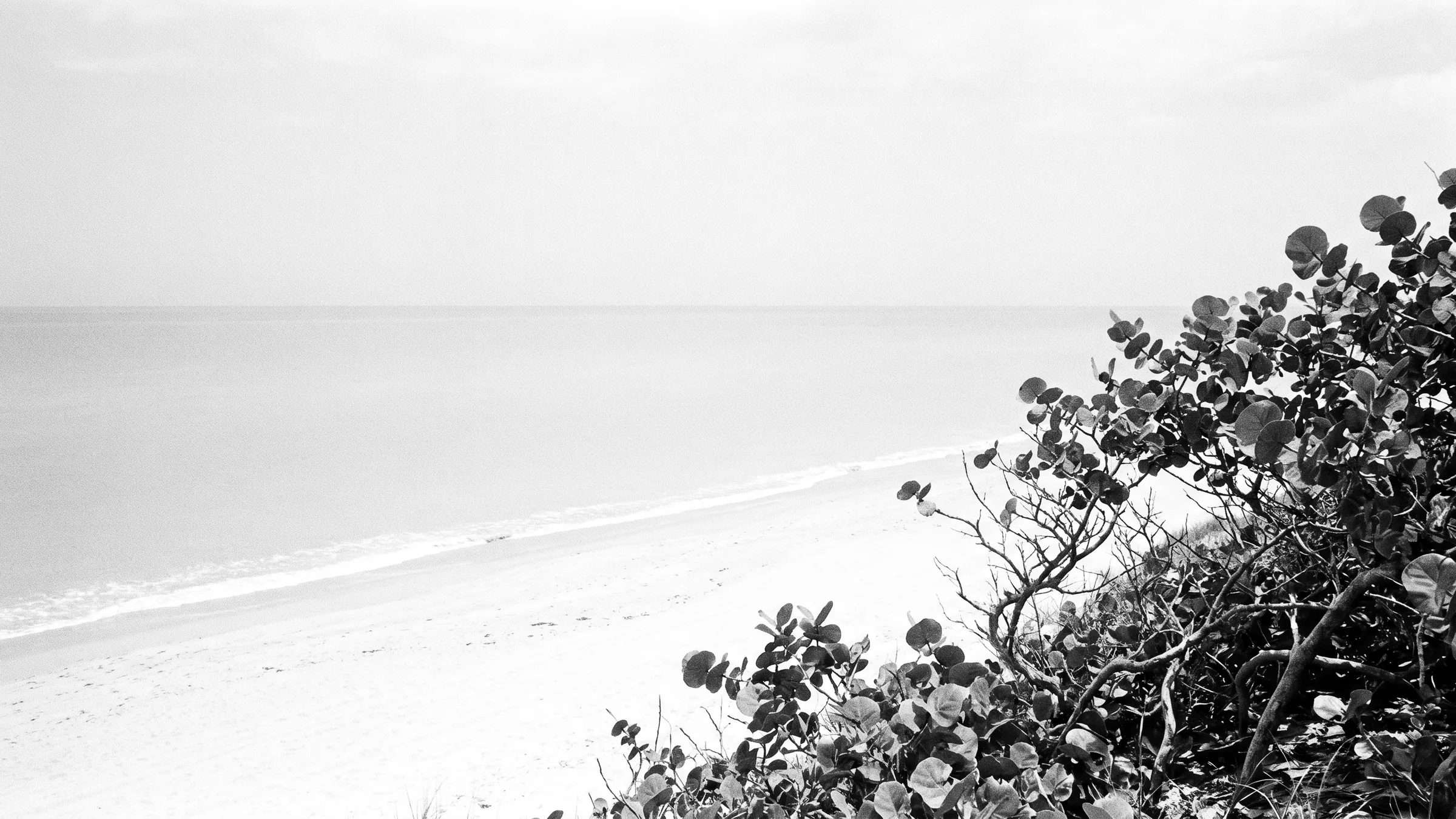 Oceanfront: the Atlantic from the high dune, sea grape, black and white