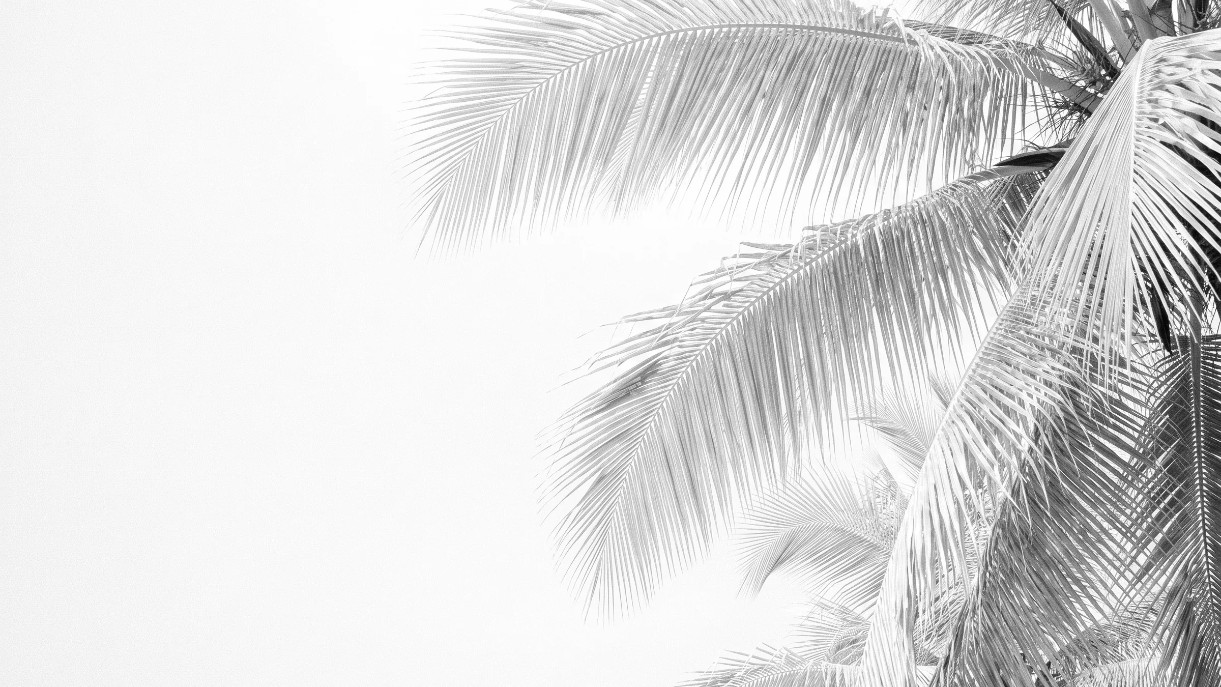 Old Palm Golf Club: coconut crowns against white, right, black and white