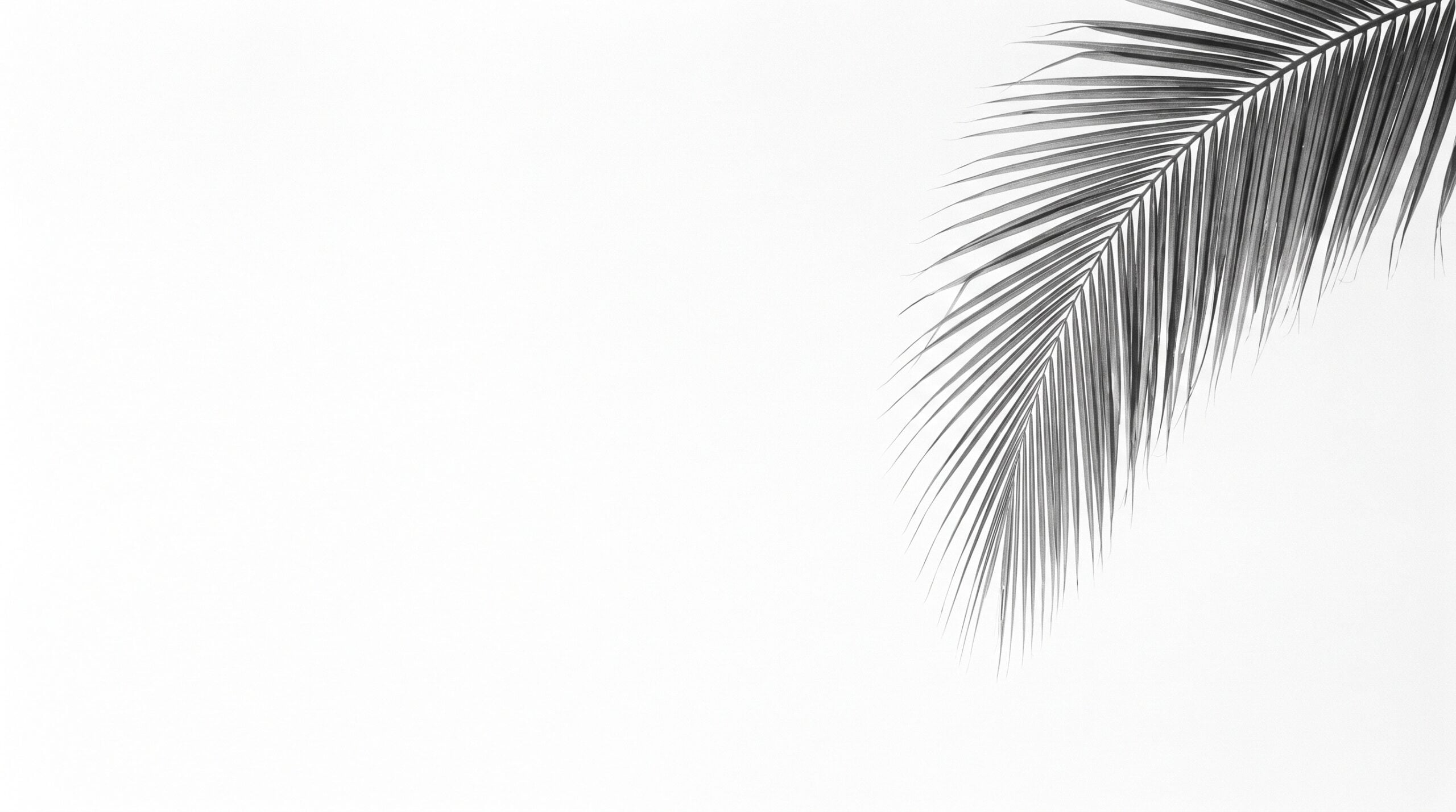 A palm frond in bright light, Sell with Palm Beach Luxury