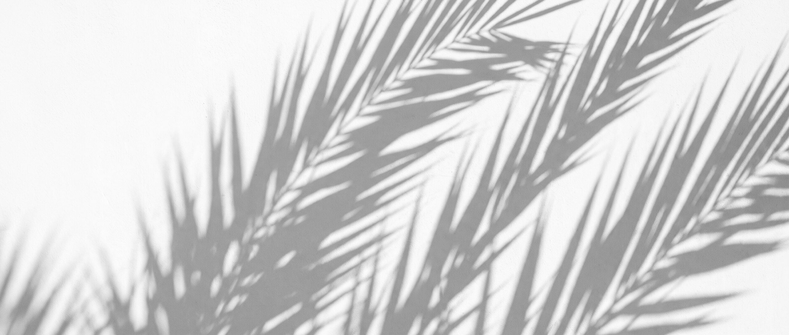Palm shadow on plaster