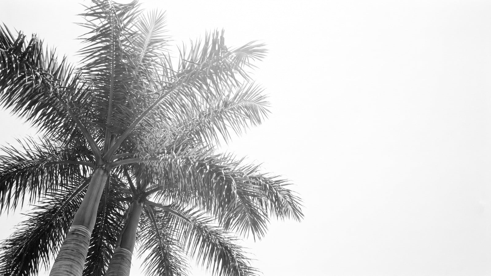 Leaving New York: The Palm Beach County Answer