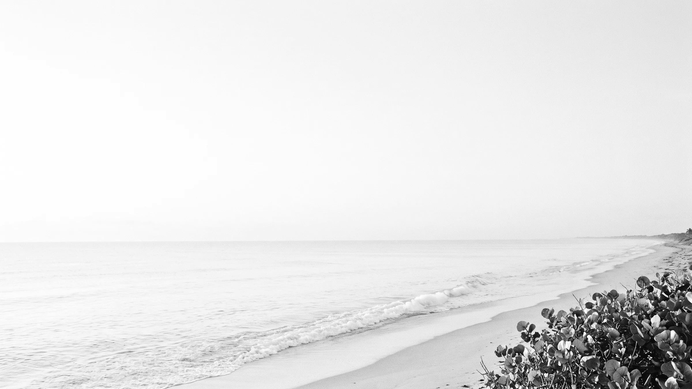 The Palm Beach County coastline curving away from the dune at first light, sea grape in the corner, in black and white