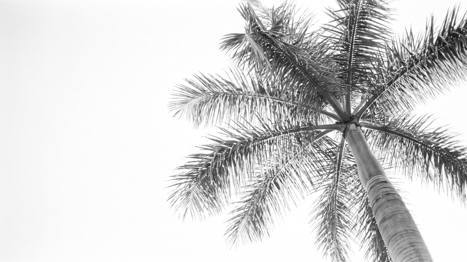 How Much Is Actually for Sale in Palm Beach County?