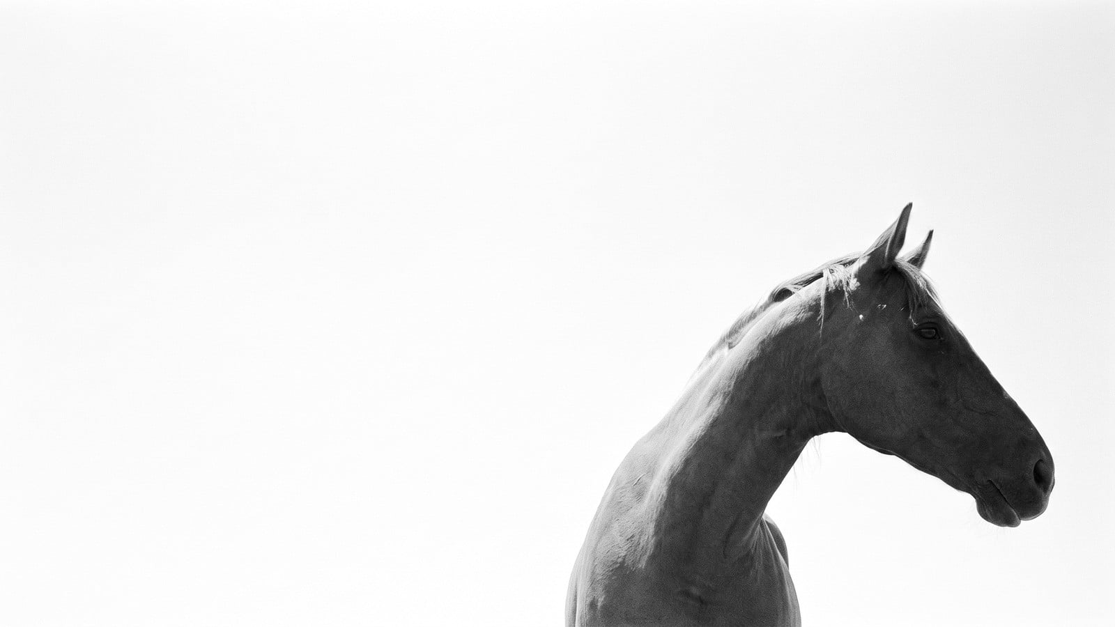 The Polo Season Guide: Wellington and the Palm Beaches
