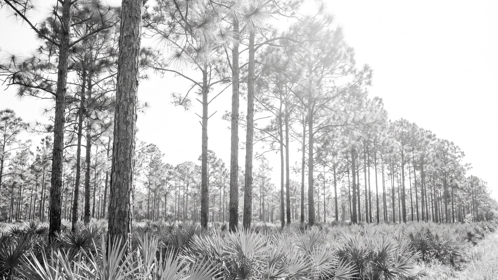 Ranch Colony and the Dye Preserve Corridor