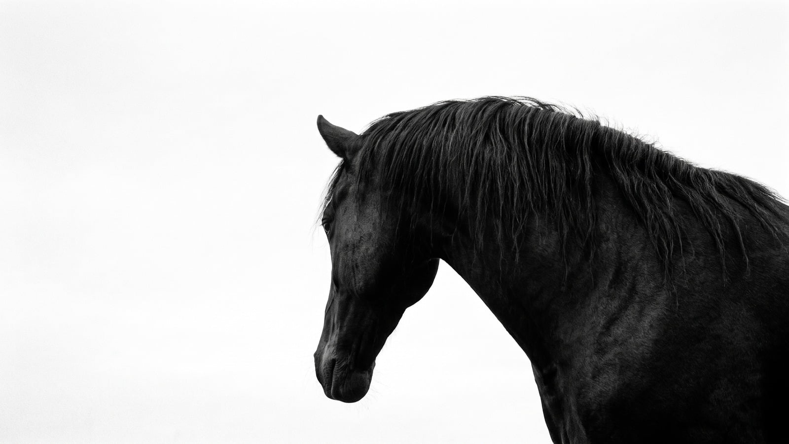 The Winter Equestrian Festival, Explained